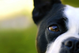 ws_Dogs_eye_1024x76811